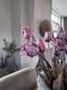 Afbeelding van Bosje kunst tulpen Blue Parrot roze